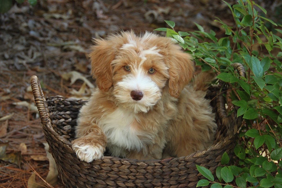 teddy bear schnoodle for sale
