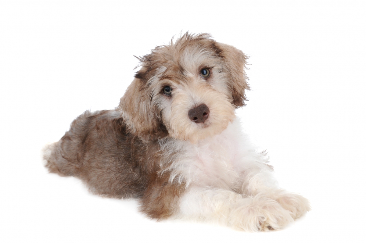 teddy bear schnoodle for sale