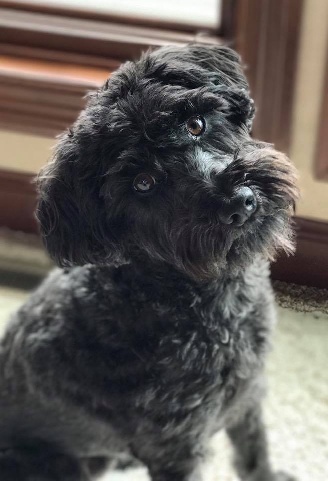 Small Teddy Bear Schnoodles | Teddybear Schnoodles