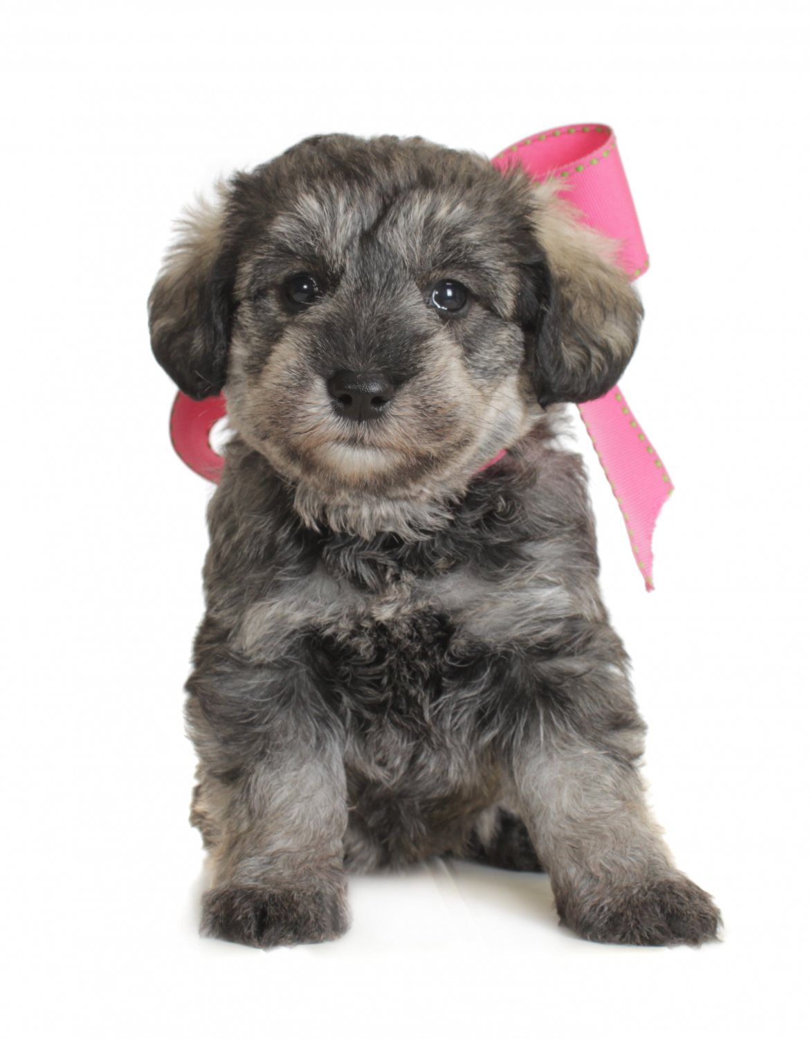 smeraglia schnoodle